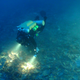 A scientist explores a mesophytic reef.